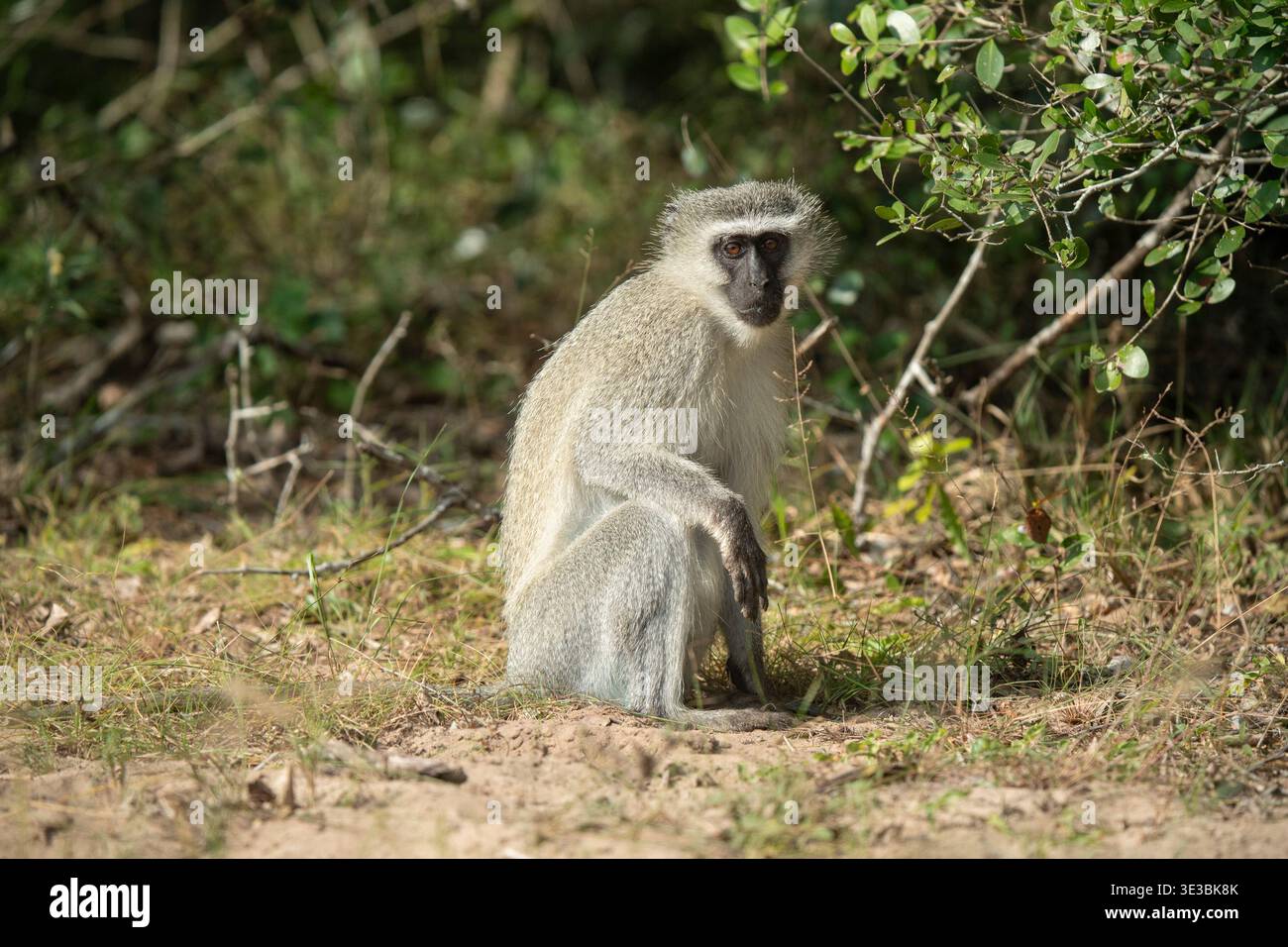 Vervet Affe, Chlorocebus pygerythrus, Maputo Nationalpark, Mosambik Stockfoto