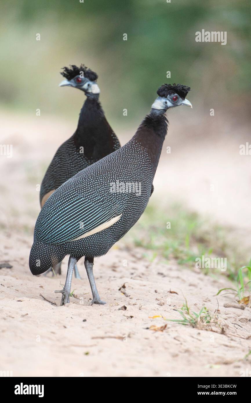 Guineafuhu, Guttera pucherani, Maputo-Nationalpark, Mosambik Stockfoto