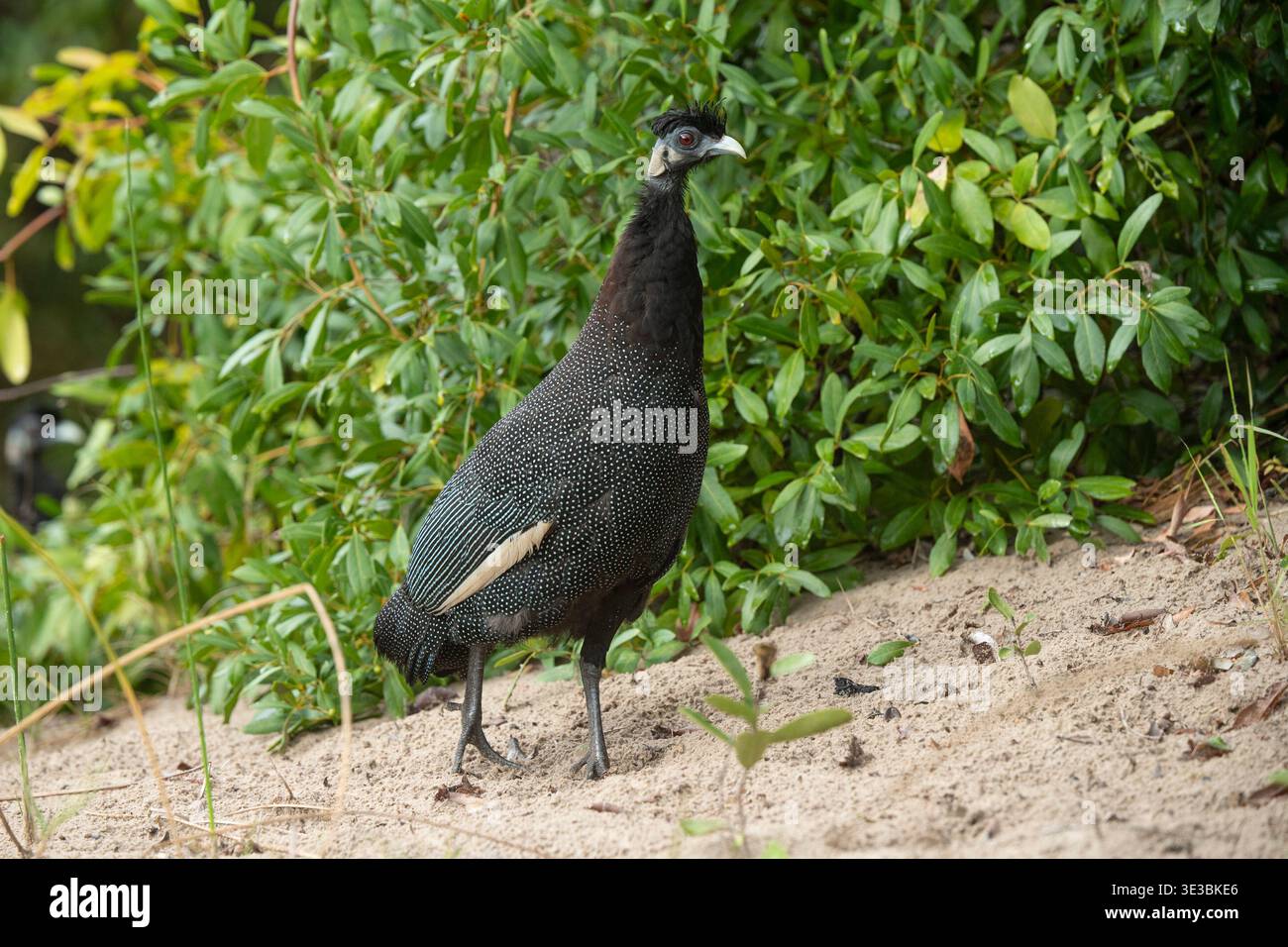Guineafuhu, Guttera pucherani, Maputo-Nationalpark, Mosambik Stockfoto