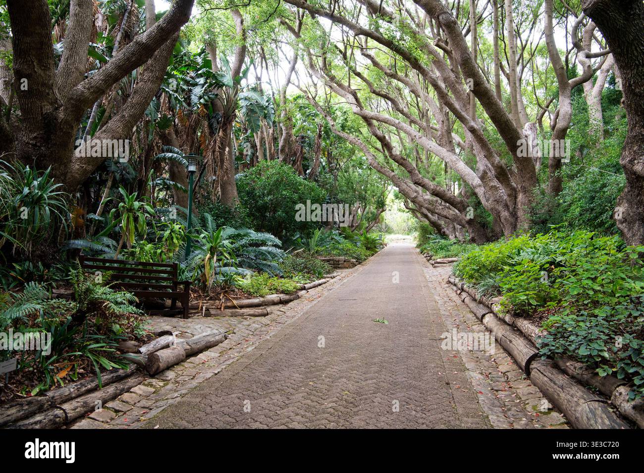 Camphor Avenue, Kirstenbosch National Botanical Garden, Kapstadt, Südafrika Stockfoto