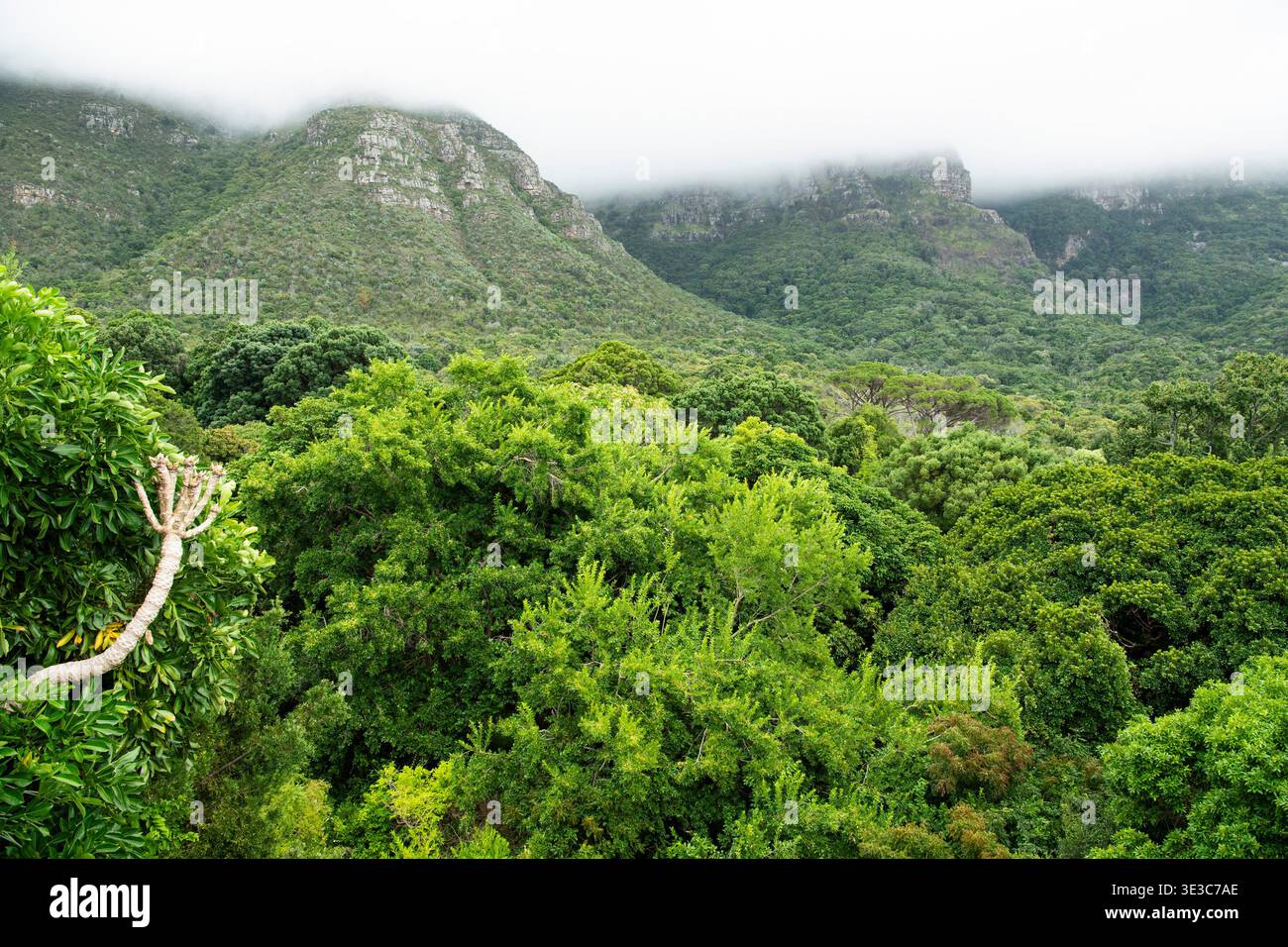 Blick vom Centenary Canopy Walkway, Kirstenbosch National Botanical Garden, Kapstadt, Südafrika Stockfoto