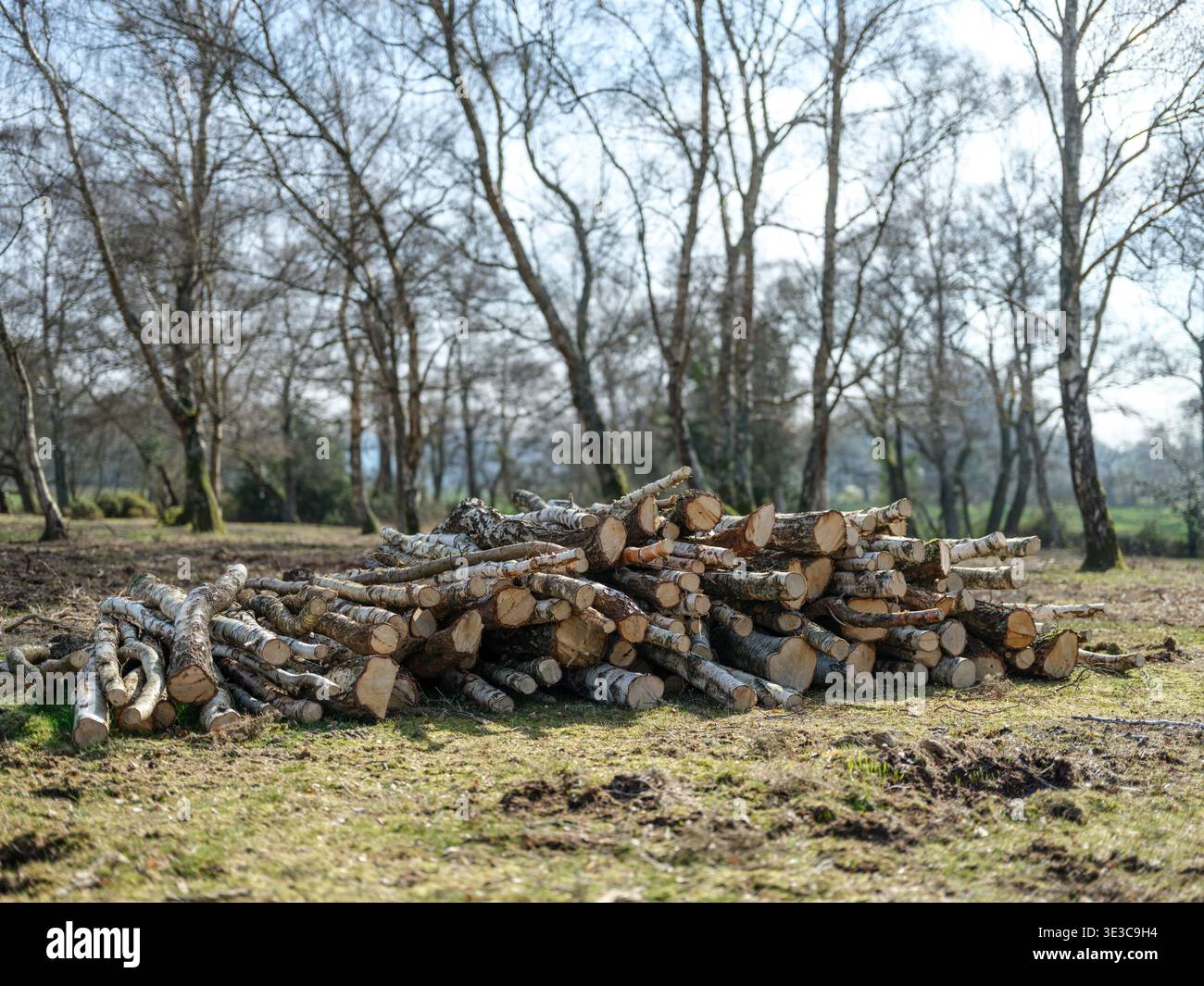 Frisch geschnittene Silberbirken auf einem Holzhaufen als Teil der Waldbewirtschaftung auf Plaitford Common, einem Heidelandgebiet am Rande des New Forest. Stockfoto