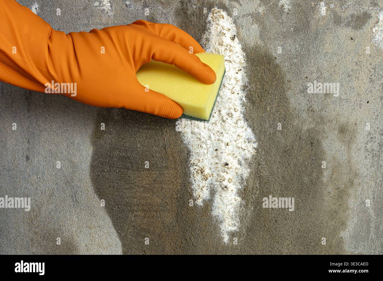 Eine orangene Hand mit Gummihandschuhen schrubbt aktiv weiße schaumige Schimmel- und Schimmelflecken von einer rauen grauen Betonwandoberfläche mit einem gelben Reinigungsschwamm Stockfoto