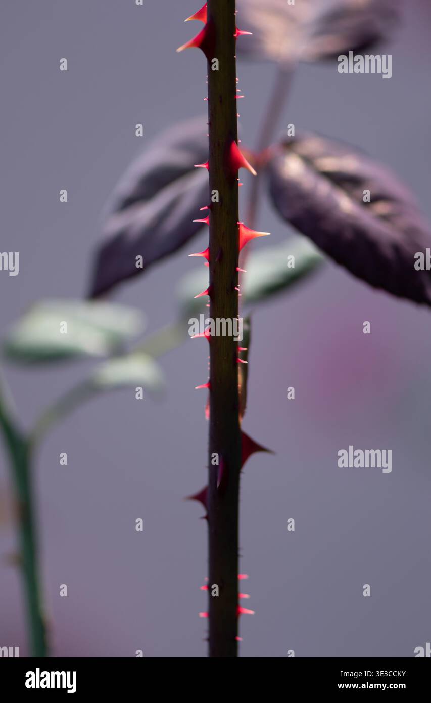 Rosenstiel mit Dornen in schöner oranger Farbe und lila Blättern. Stockfoto