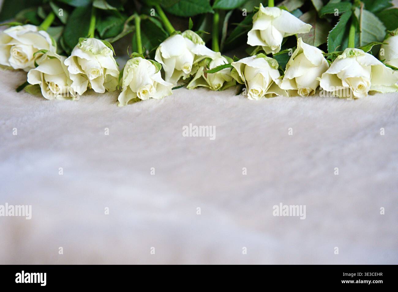 Ein Strauß weißer Rosen auf beigefarbenem Hintergrund Stockfoto