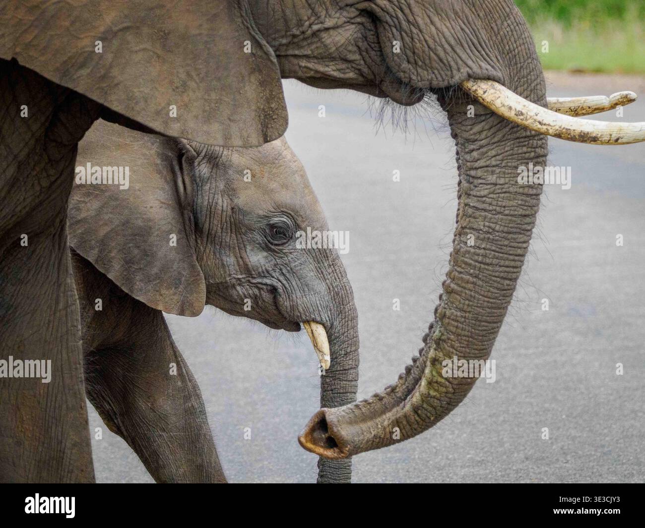 Ein erwachsener Elefant spaziert beschützt neben seinen Jungen und teilt einen ruhigen Moment auf dem Weg Stockfoto