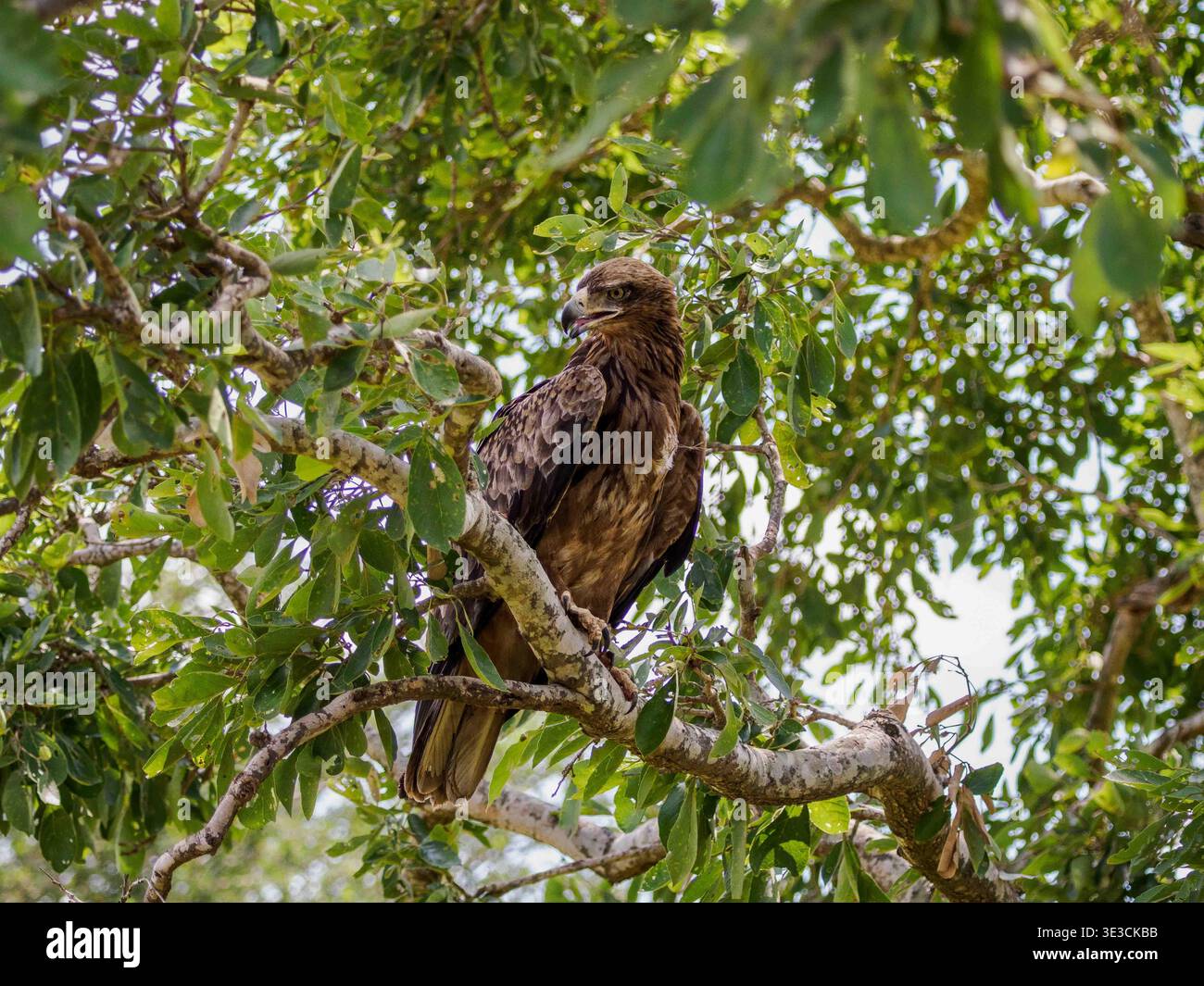 Ein Black Kite liegt auf einem schattigen Ast und vermisst den Wald mit ruhiger, befehlender Fokussierung Stockfoto
