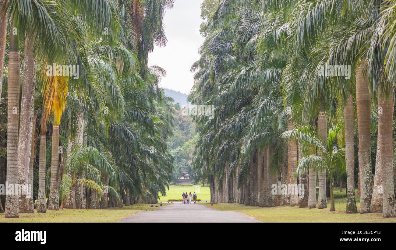 Peradeniya, Royal Botanic Gardens in der Nähe von Kandy in Sri Lanka. Majestätische Palmenallee säumen einen gewundenen Pfad durch eine üppige botanische Garde Stockfoto
