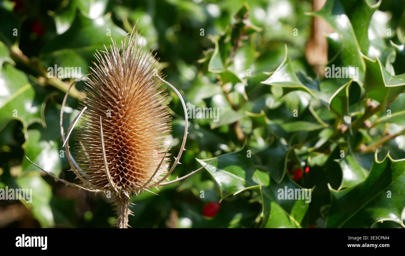 Botanischer Garten Leipzig Stockfoto