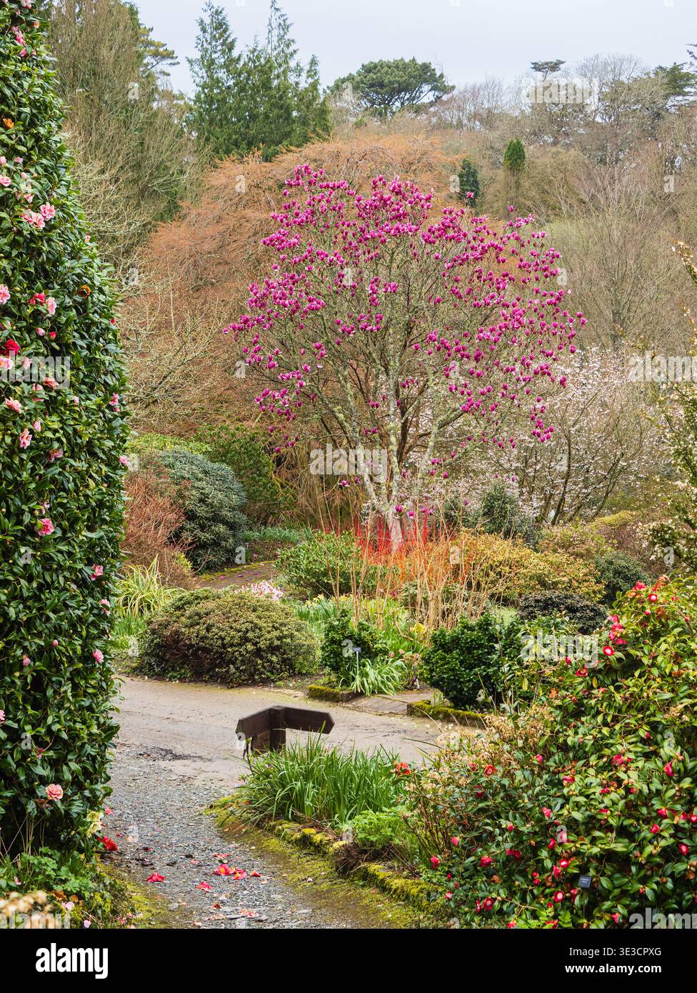 Blick vom Eingangstor des Garden House, Devon, über die Grenzen zur Magnolia „Shirazz“ Stockfoto