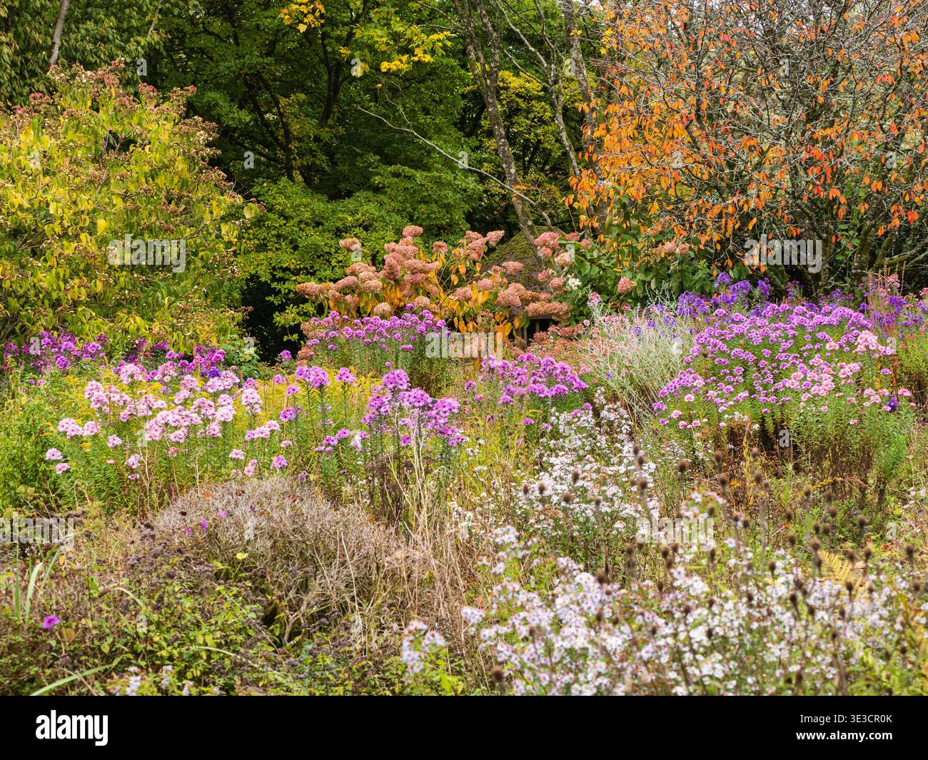 Dicht gepflanzt Mitte Oktober im Garden House, Devon, Großbritannien mit Astern, Prunus „Okame“ und Hortensie paniculata Stockfoto