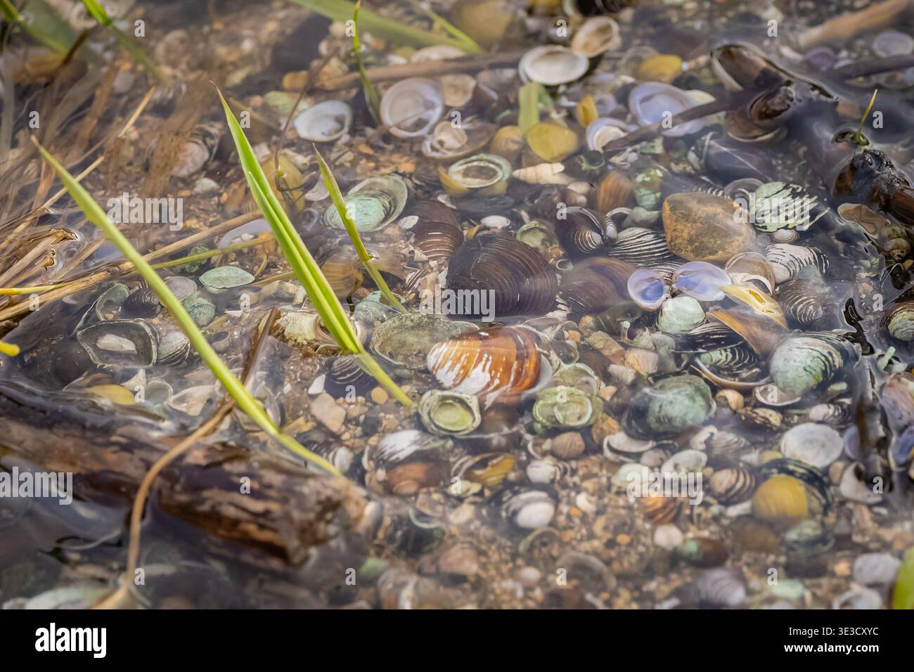 Vielfältige Sammlung von kleinen Süßwasserschnecken und Muscheln, die sich in flachem Flusswasser am Ufer des DuPage River in Naperville Illino gruppieren Stockfoto