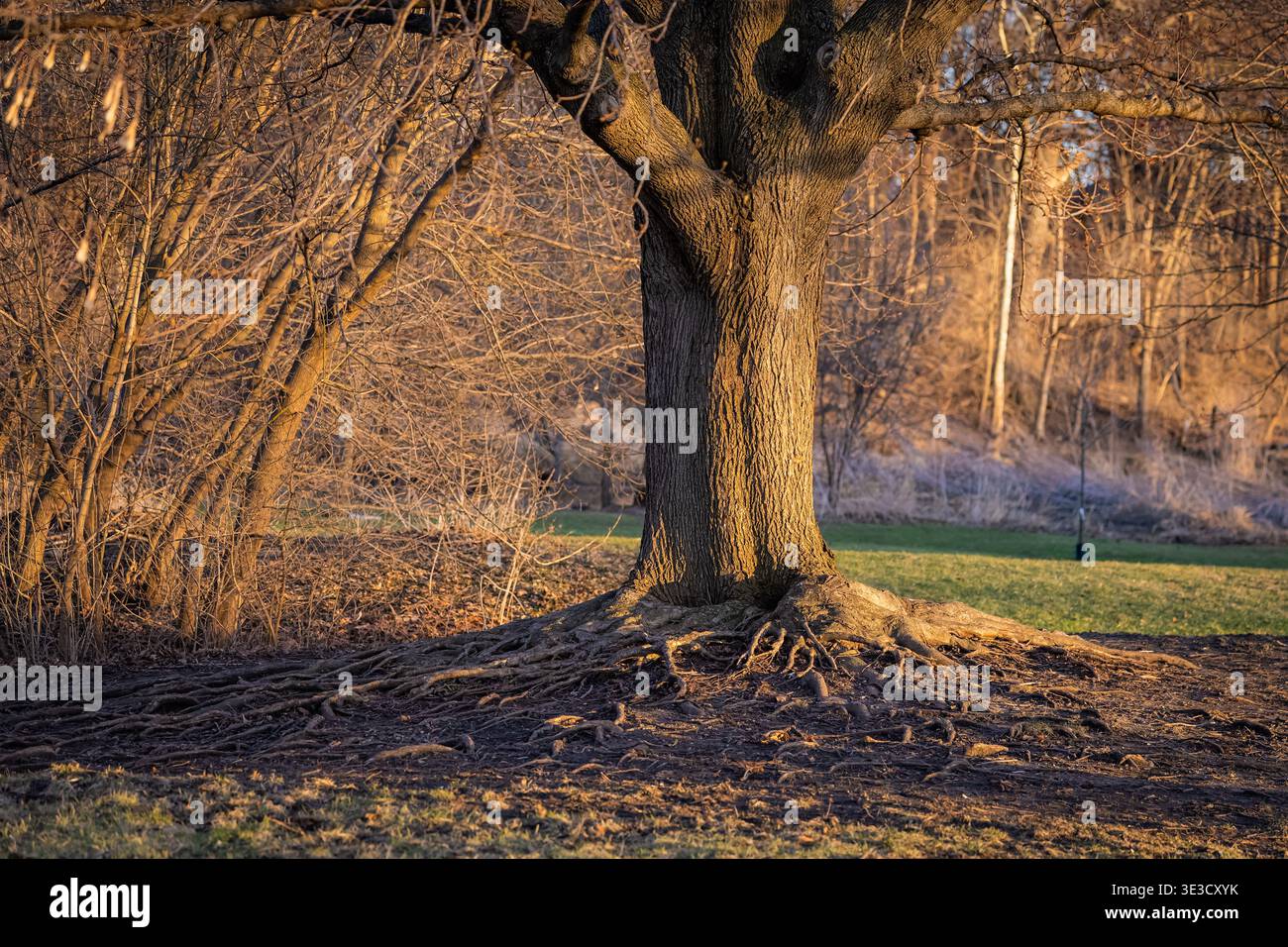 Massive knorrige Wurzeln einer großen Eiche, die sich während der goldenen Stunde in einem Waldschutzgebiet von Naperville Illinois über den Waldboden ausbreiten Stockfoto