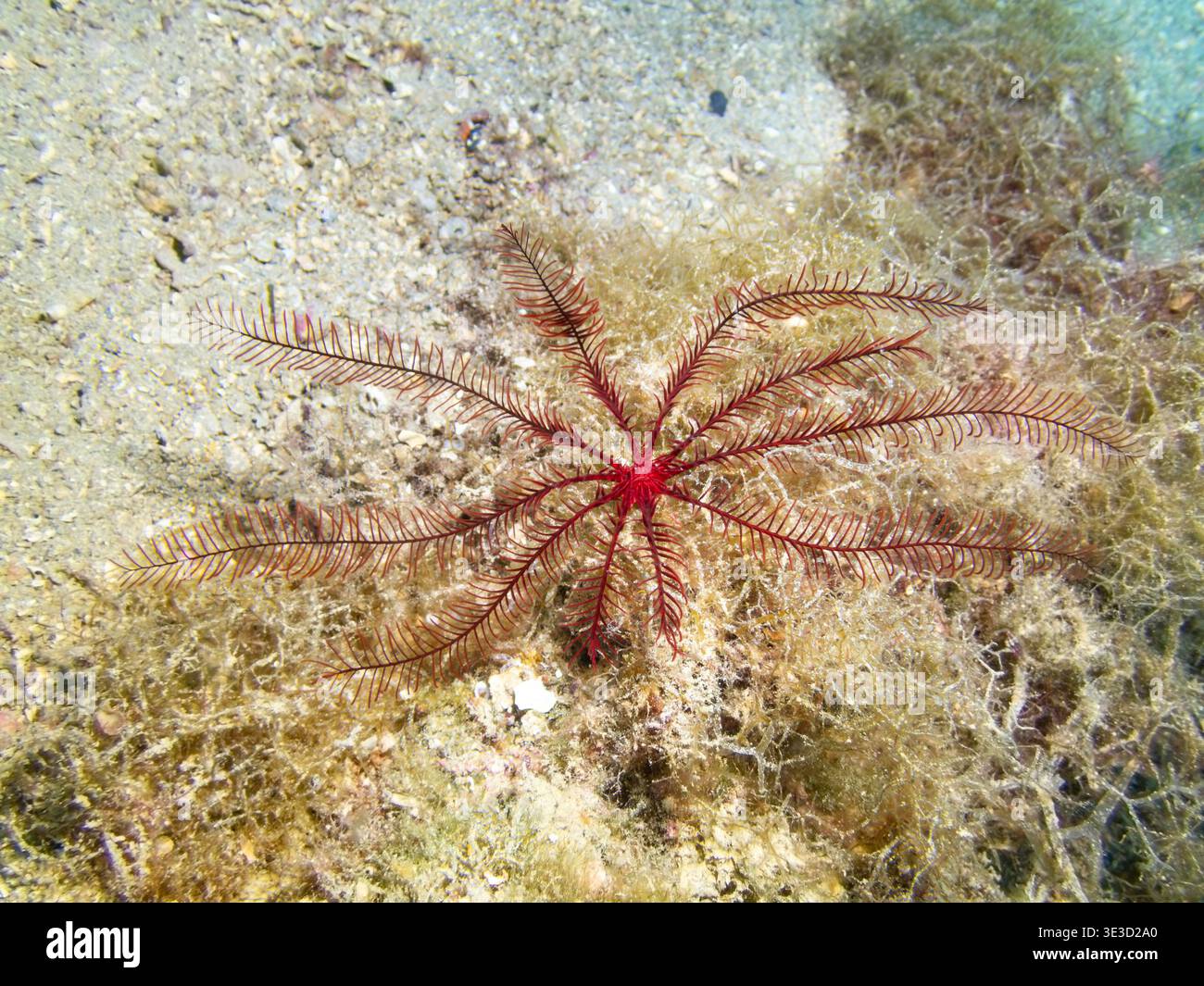 Der mediterrane Federstern Antedon mediterranea liegt auf dem Meeresboden. Dieser Krinoid verwendet seine federnden Arme zur Suspensionsfütterung und fängt Plankton ein Stockfoto