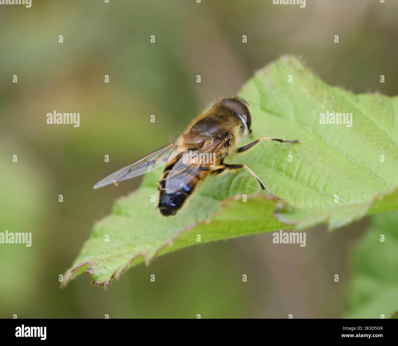 Makro-Nahaufnahme einer Drohnenfliege oder Schwebfliege, die Bienenmimikry auf frischem grünen Laub in Italien zeigt Stockfoto