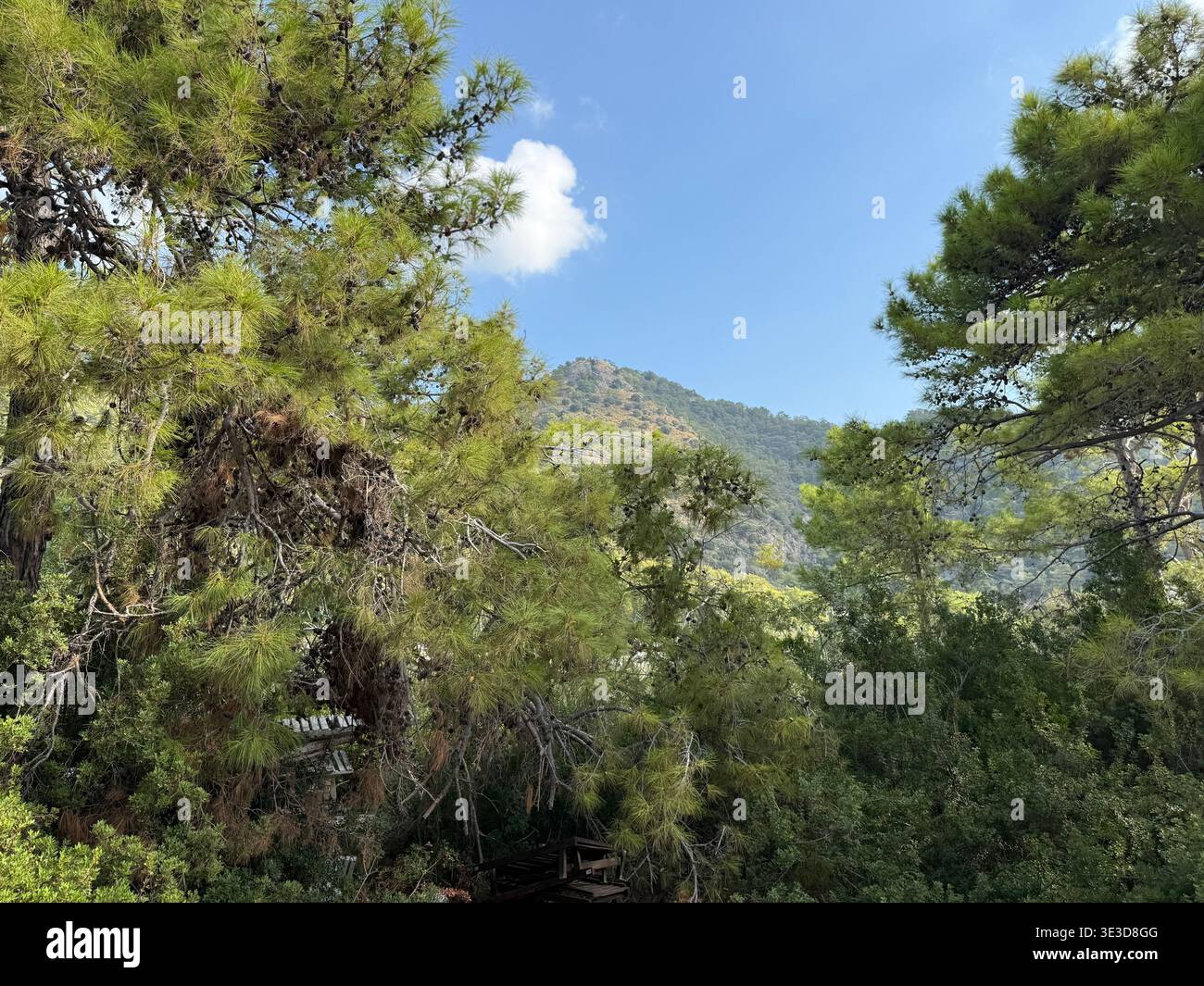 Kiefern, die weit entfernte Berghänge in der Landschaft von Oludeniz umrahmen. Das Bild vermittelt das Konzept von natürlichem Grün, Außenhöhe und Friedenspaß Stockfoto