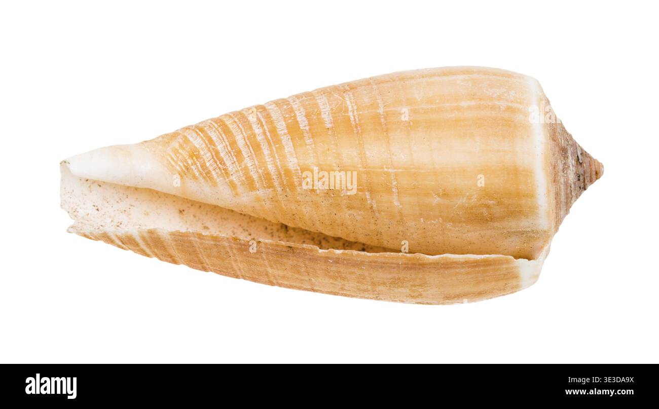 Leere Schale einer Kegelschnecke vor weißem Hintergrund Stockfoto