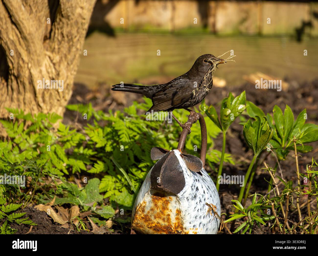 Eine gewöhnliche Amsel, die getrocknetes Gras im Schnabel hält, während sie auf einem verwitterten Metallgartenschmuck sitzt Stockfoto