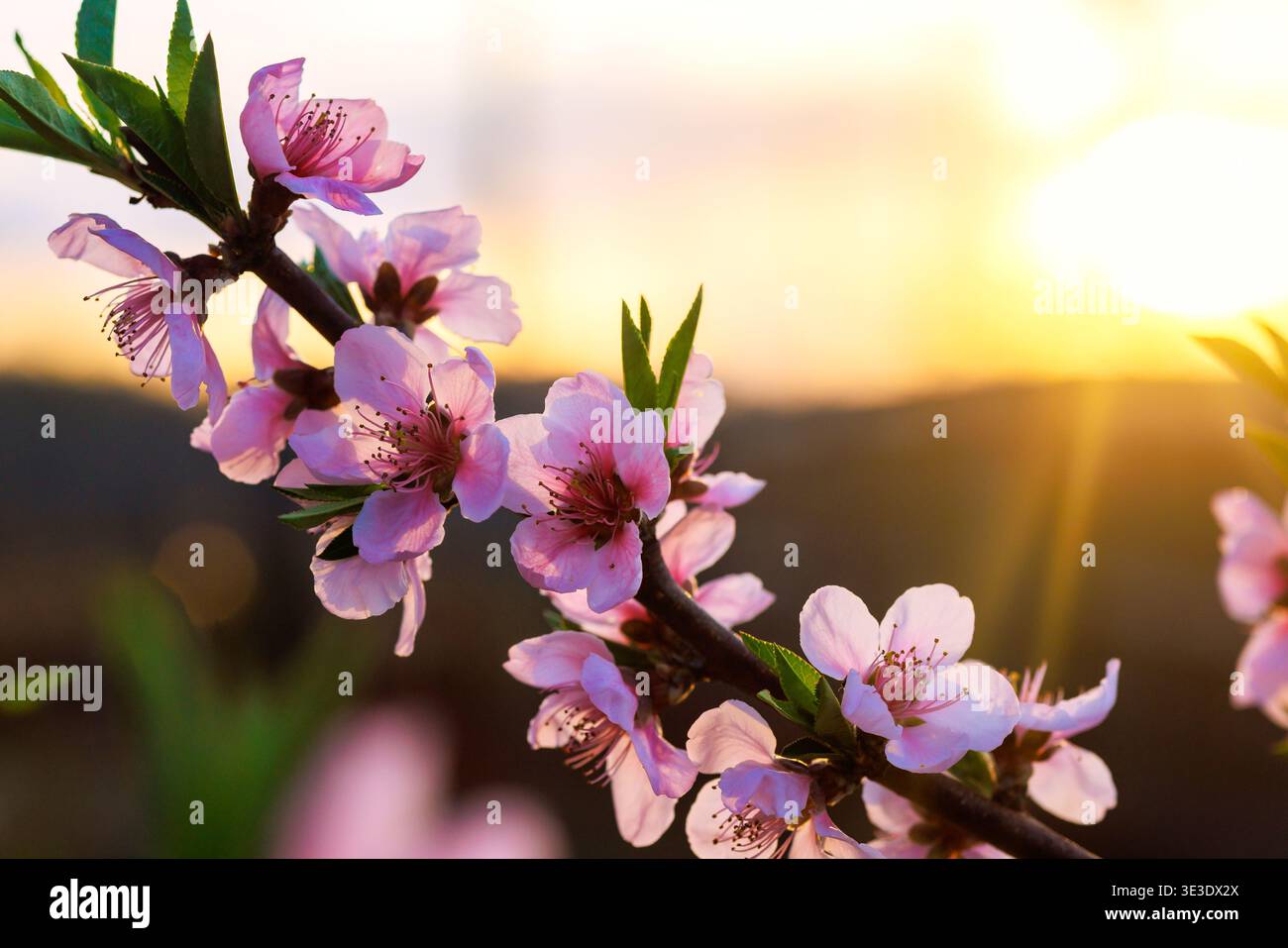 Pfirsichfarbene Zweige mit rosa Blüten reichen bis zur untergehenden Sonne im Garten während der Frühlingssaison. Stockfoto
