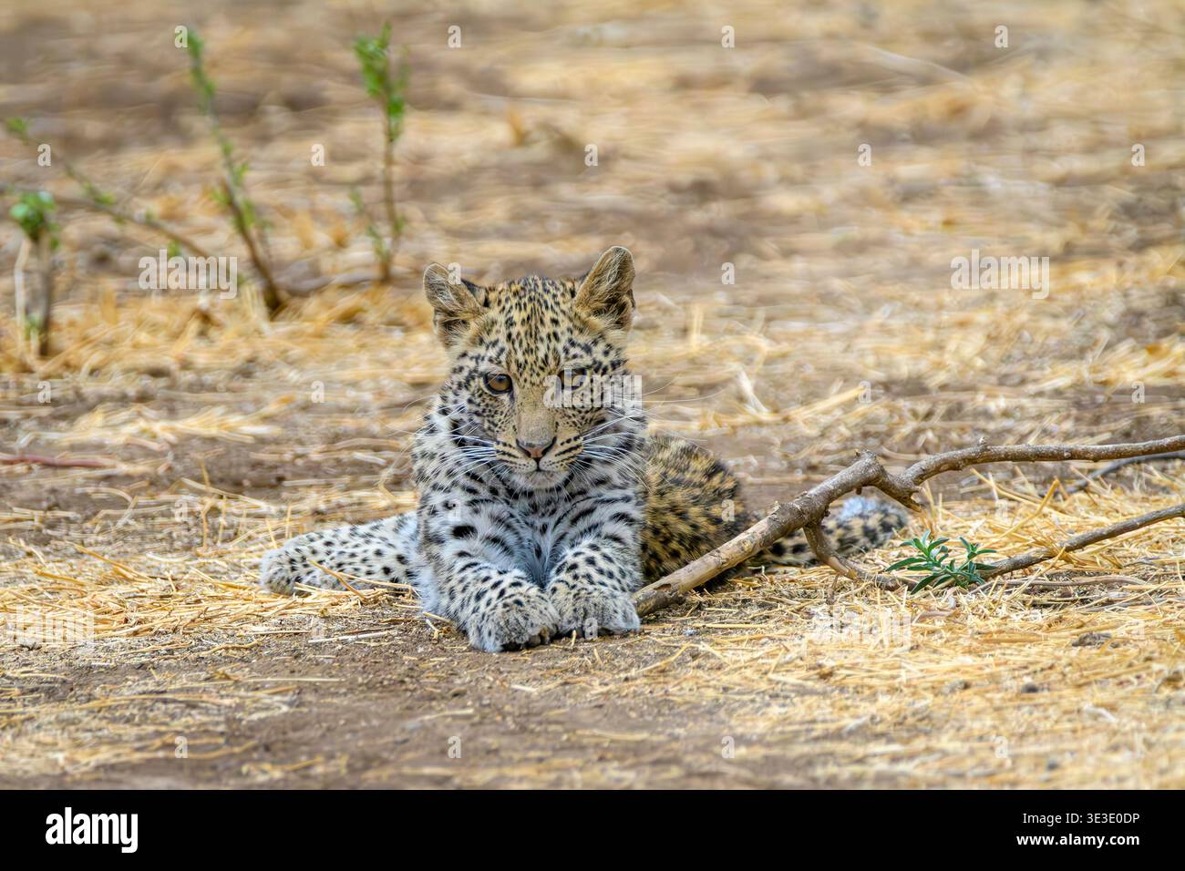 Afrikanisches Leopardenjunges, Panthera pardus, Mashatu Game Reserve, Botswana Stockfoto