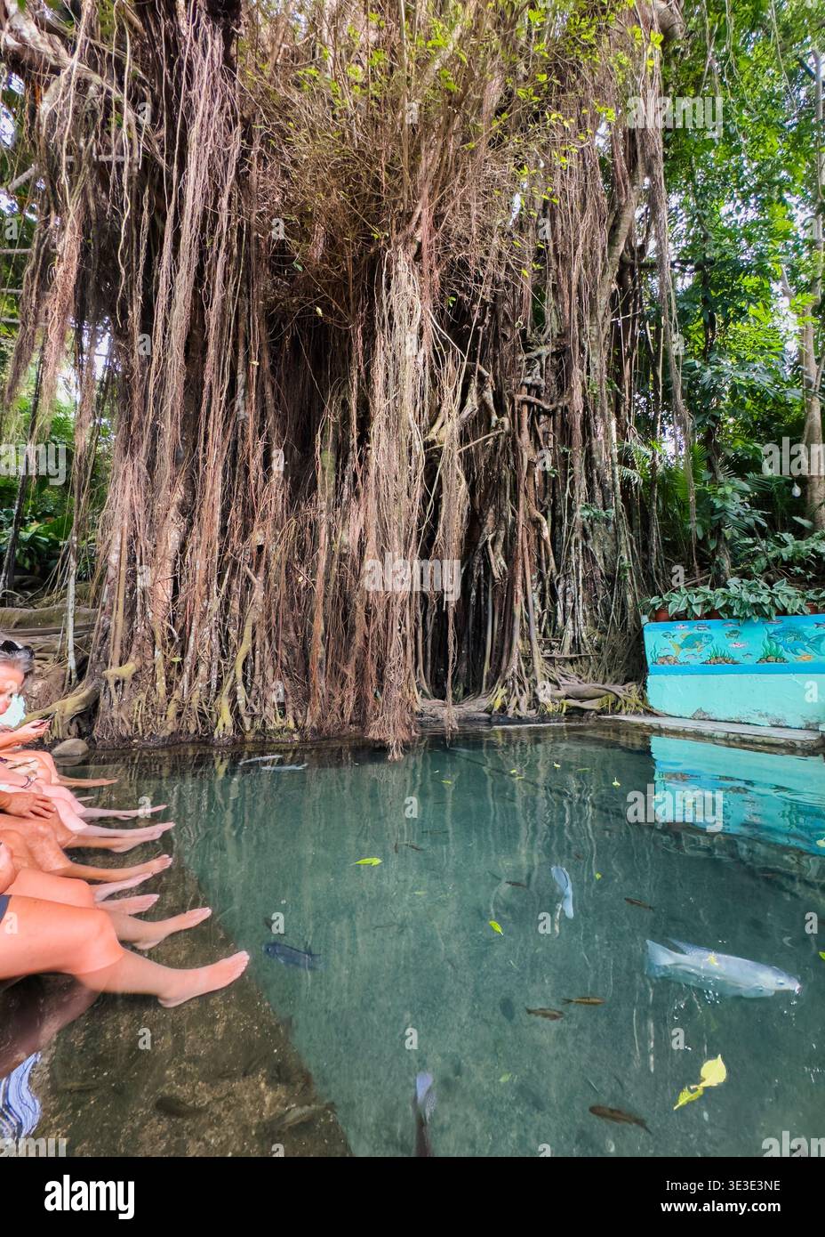 Menschen sitzen unter dem Old Enchanted Balete Tree in Siquijor, Philippinen, mit einem natürlichen Quellbecken und einem Fischbad unter hängenden Wurzeln. - Smartphone-aufgenommenes Stockfoto