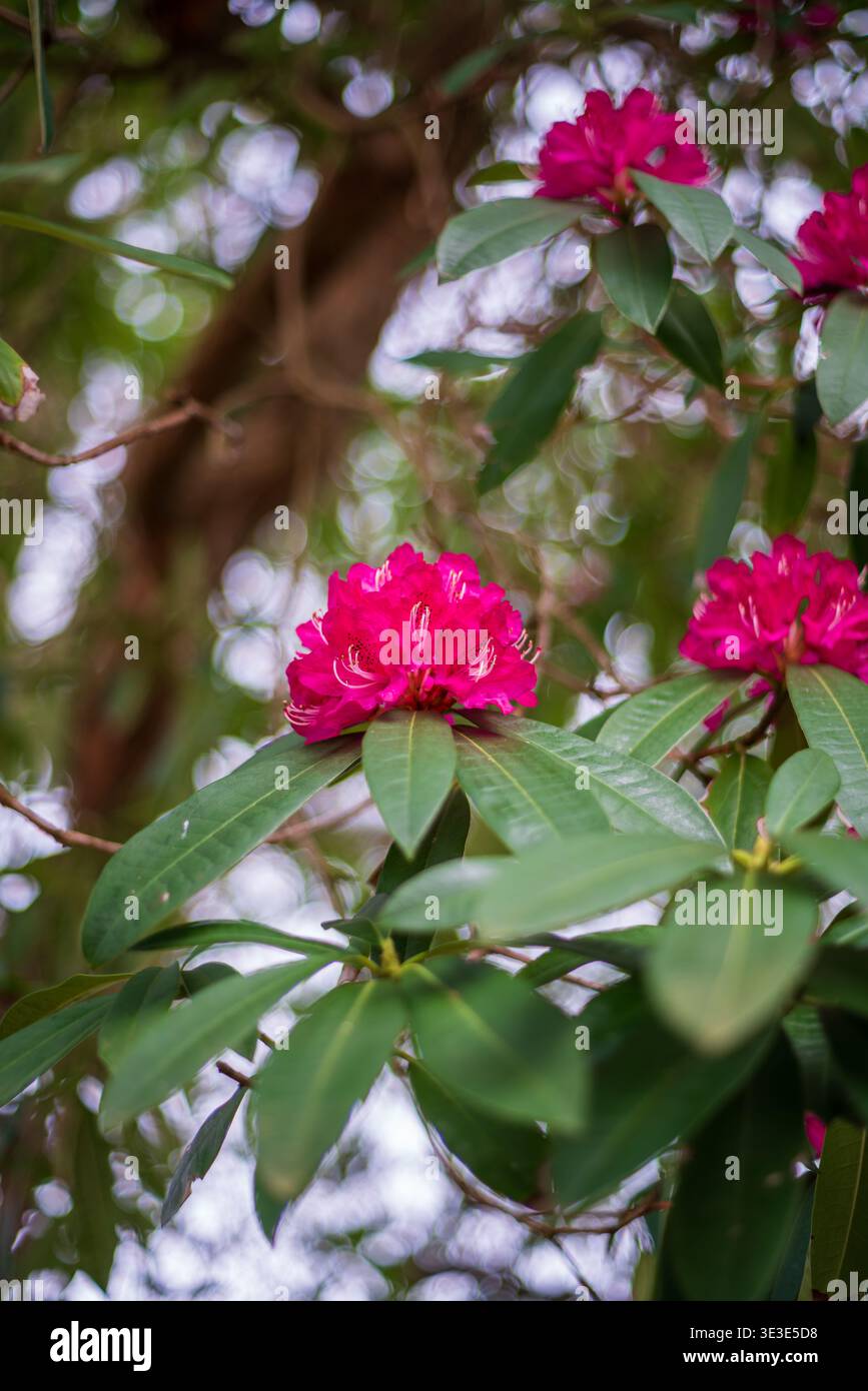 Leuchtend rosa Rhododendronblüten blühen zwischen grünen Blättern mit weichem Bokeh-Hintergrund. Eine natürliche Gartenszene, die das Wachstum und die Farben des Frühlings einfängt Stockfoto