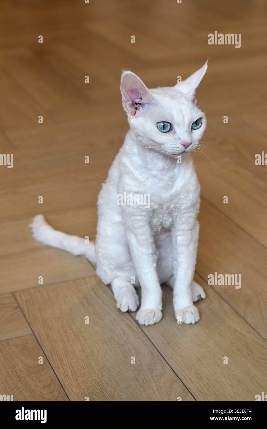 Weiße Devon Rex Katze sitzt ruhig auf Hartholzboden drinnen. Das Bild zeigt markantes lockiges Fell der Rasse, große Ohren und blaue Augen in der Wohnung Stockfoto