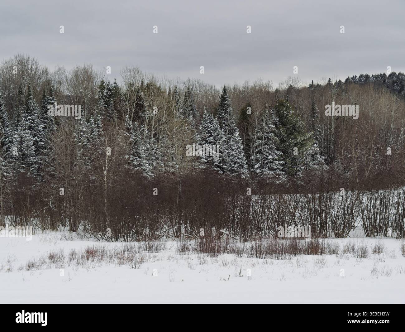 Schneebedeckte Winterlandschaft am Rande eines Waldes, Quebec, Kanada Stockfoto