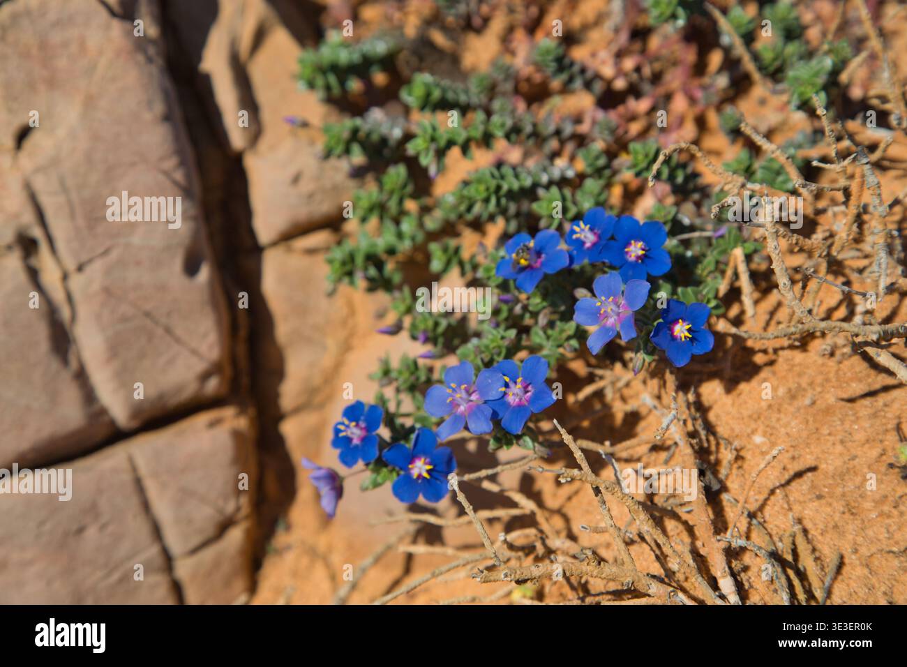 Kleine Leuchtend Blaue Wildblumen, Die Zwischen Den Küstenfelsen Am Fishermans Trail, Portugal, Wachsen. Stockfoto