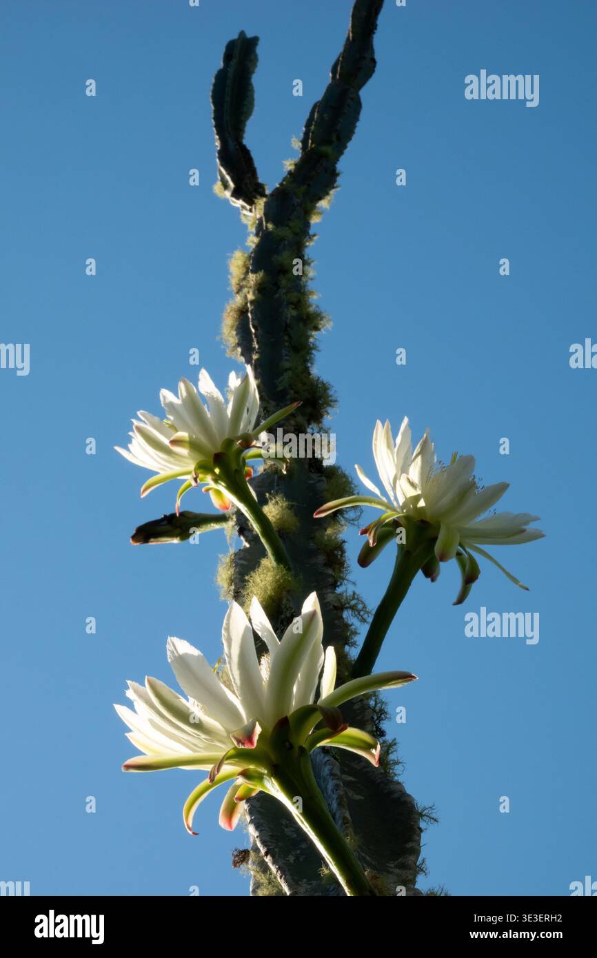 San Pedro Kakteen blüht mit großer weißer Blüte im Sommergarten Stockfoto