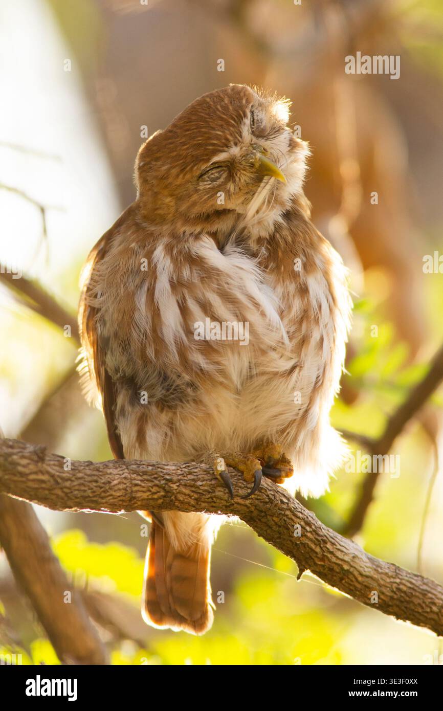 Ferruginöse Pygmäe-Eule (Glaucidium brasilianum) am frühen Morgen. Guanacaste, Costa Rica. Stockfoto