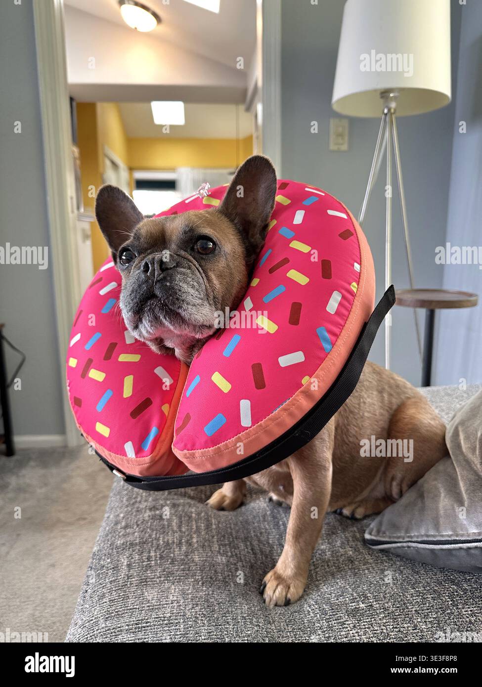Eine süße französische Bulldogge, die einen aufblasbaren Kegel trägt, der wie ein Donut aussieht. Stockfoto