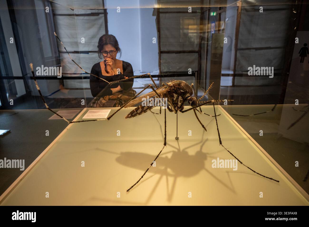 Seitenansicht eines überdimensionalen Mückenmodells in einer Museumsausstellung mit einem Besucher im Hintergrund im Senckenberg Naturmuseum, Frankfurt am Main Stockfoto