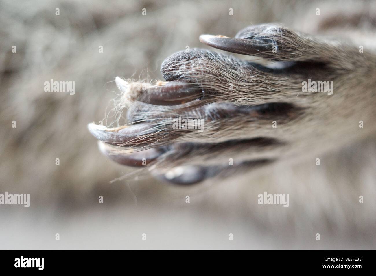 Weiche, pelzige Pfote mit langen, dunklen Nägeln. Nahaufnahme von Zehen und Fußpolstern des Tieres. Natürliche Textur, geringe Schärfentiefe. Warme Töne und sanfte Fokussierung Stockfoto