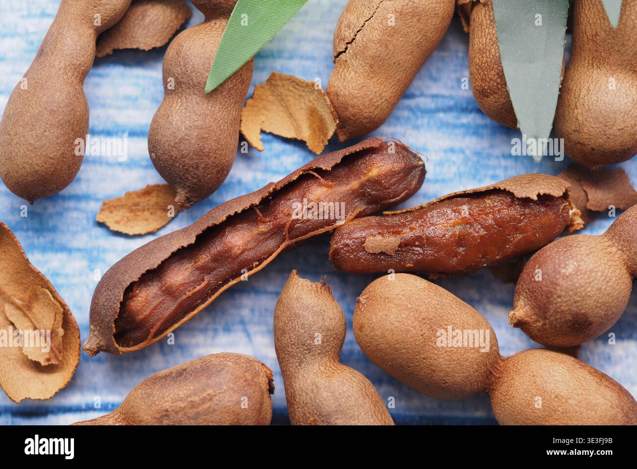 Tamarindenschoten und Samen auf blauem Hintergrund Stockfoto