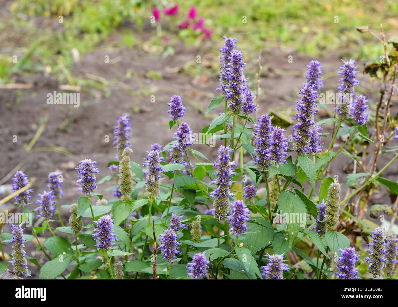 Agastache foeniculum, Agastache anethiodora, allgemein bekannt als Anis Ysop, blauer Riesenysop, duftender Riesenysop oder Lavendelysop Stockfoto