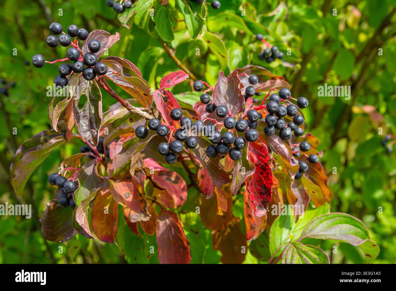 Cornus sanguinea ist eine mehrjährige Pflanze der Sodfamilie. Ein hoher Strauch mit kleinen Blumen und schwarzen, ungenießbaren Beeren. Der Turf-Brunnen wird als Schmuck angebaut Stockfoto