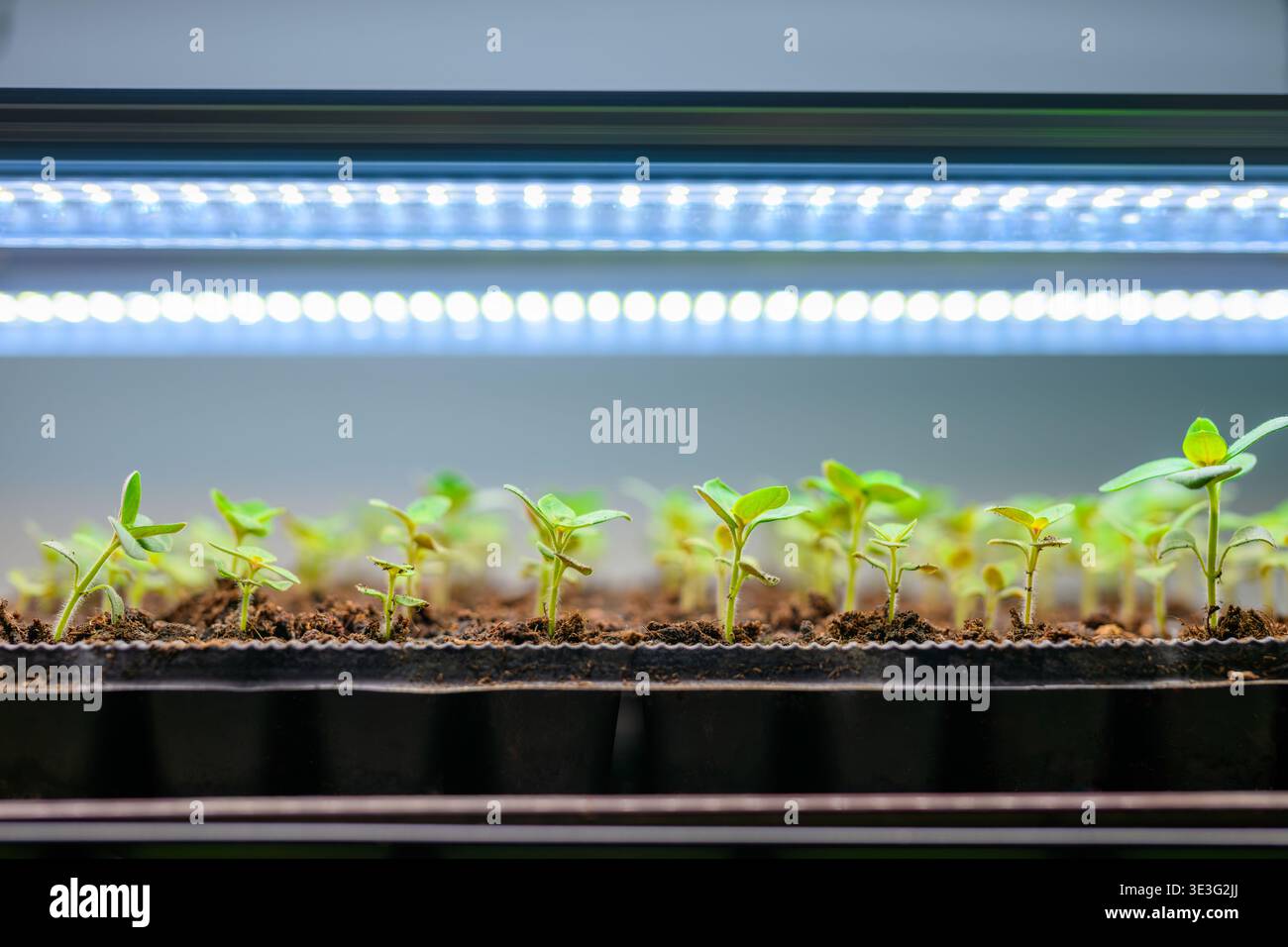 Junge snapdragon Blumensetzlinge, die unter LED-Lichtern wachsen. Regalregal mit Anbauleuchten zur Unterstützung einer gesunden Pflanzenentwicklung und frühzeitiger Stagnation Stockfoto