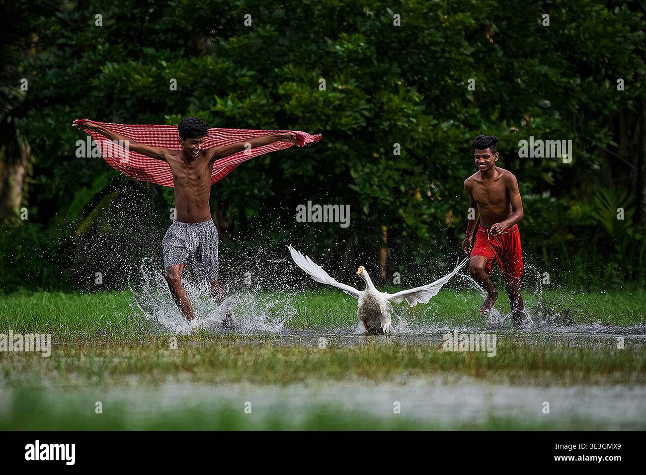 Kalkutta, Indien - 15. August 2021: Blick auf zwei Jungen, die spielerisch eine Gans durch seichtes Wasser jagen, das rote Tuch bildet einen lebhaften Kontrast zum üppigen g Stockfoto
