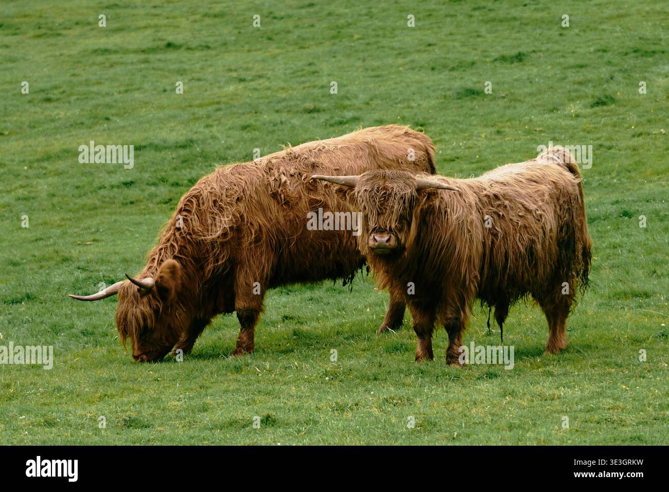 Hochlandrinder auf grüner färöischer Weide Stockfoto