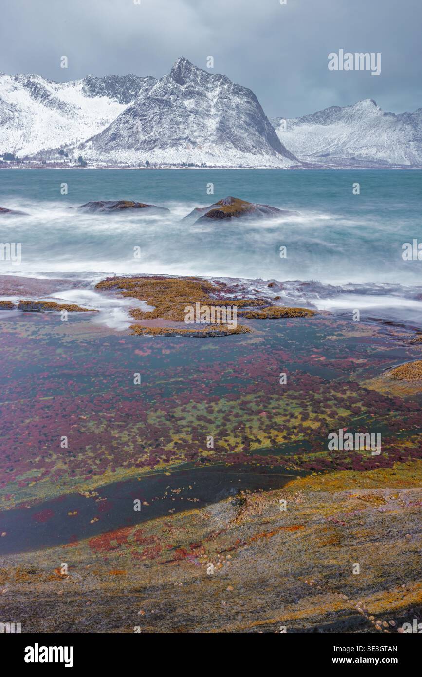 Blick auf die ruhige, felsige Küste mit farbenfrohen Algen im Kontrast zu den schneebedeckten Bergen und verschwommenen Wellen, Senjahopen, Troms, Norwegen. Stockfoto