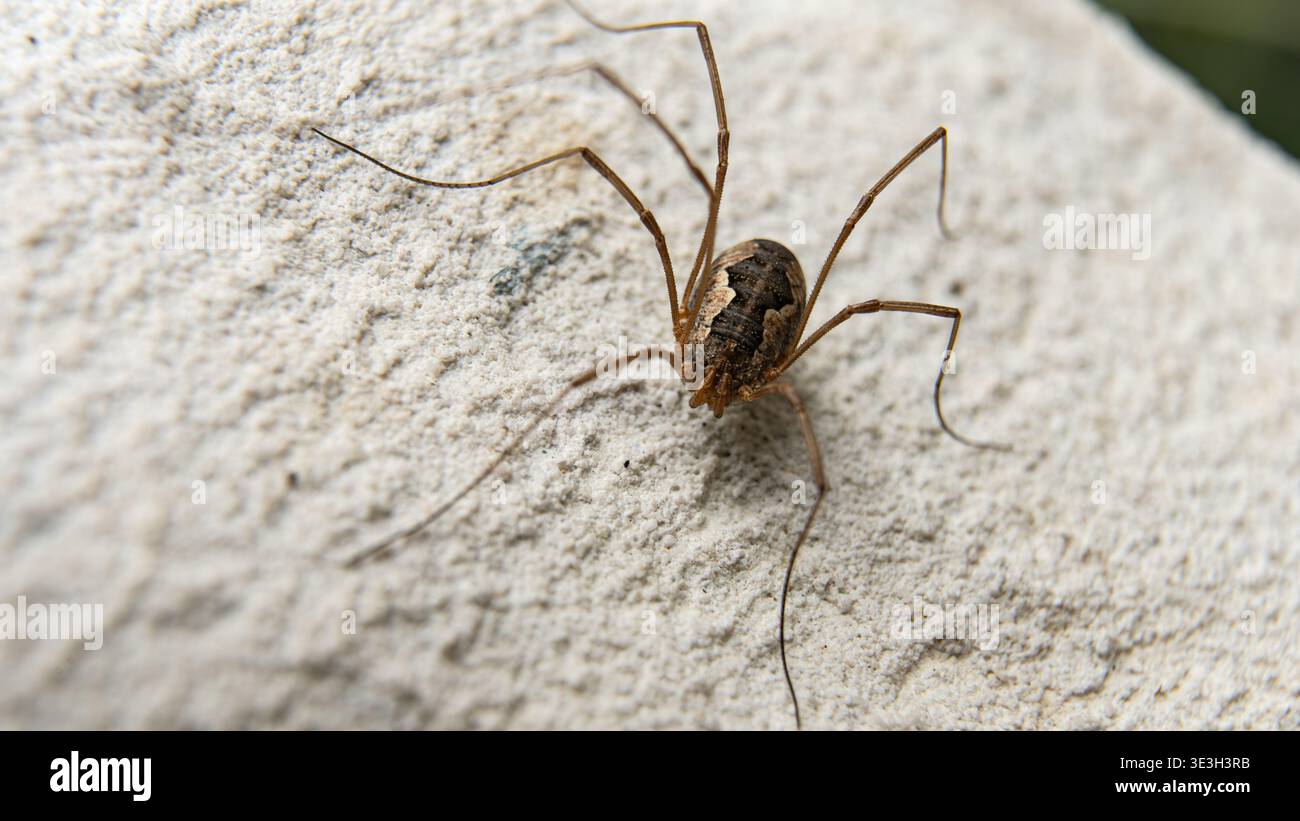 Arachniden Opiliones oder Phalangida sind nichtgiftige Tiere mit langen Gliedmaßen. Stockfoto