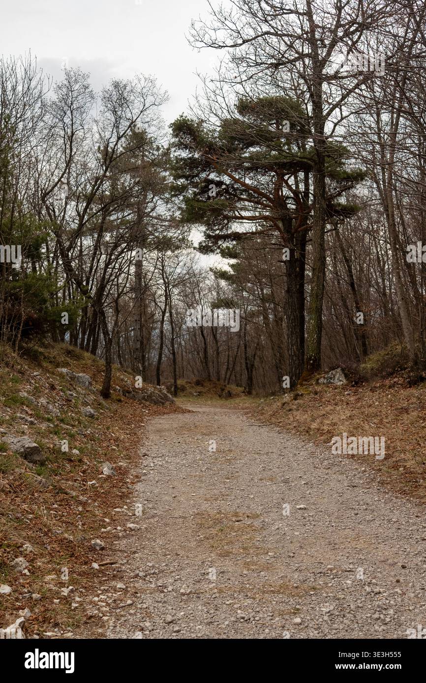 Bergweg umgeben von Bäumen im Trentino, Norditalien Stockfoto