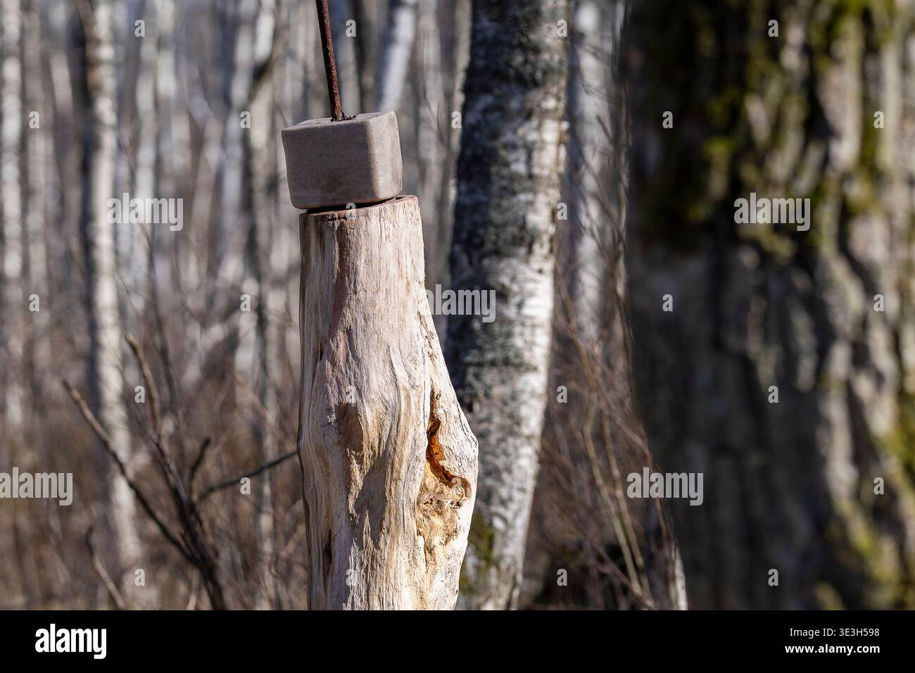 Mineralsalzlecken auf Holzpfosten im Wald, Futterstation für Hirsche und andere Tiere. Salzblock für Wildtiere. Stockfoto
