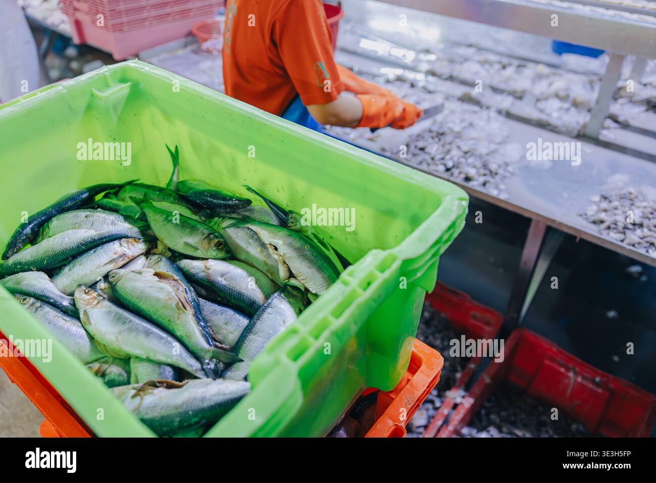 Frische Sardinen Fisch an der Verarbeitungslinie in der Fischfabrik, in der Fischkonservenfabrik, in der Lebensmittelverarbeitung, in der Lebensmittelfabrik, in der Lebensmittelkonservenfabrik Stockfoto