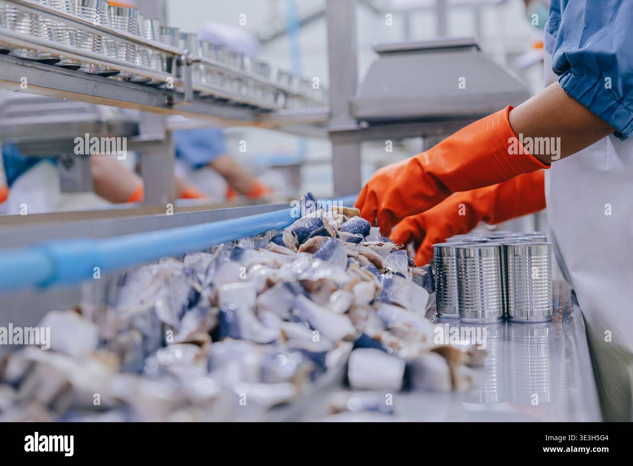 Sea Food Factory Konservenindustrie Hygienearbeiter, der verarbeiteten Fisch in Dose an der Produktionslinie von Hand verpackt, Konservenfabrik Stockfoto