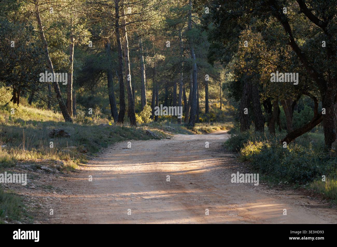 Ländliche Dirt Road durch einen Kiefer- und Holm-Eichenwald, Bocairent, Spanien Stockfoto