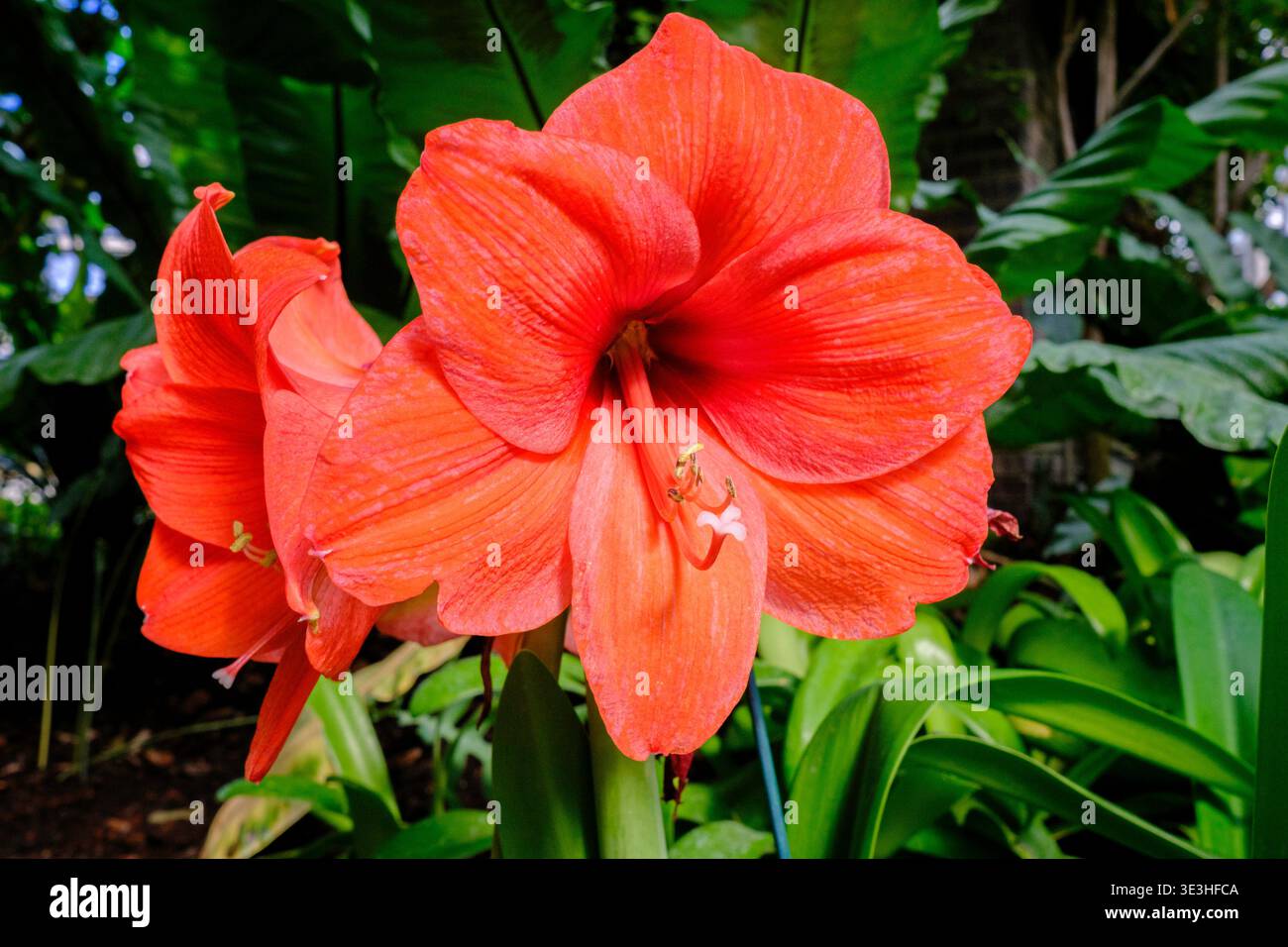 Amaryllis (Hippeastrum) Wunsch Stockfoto