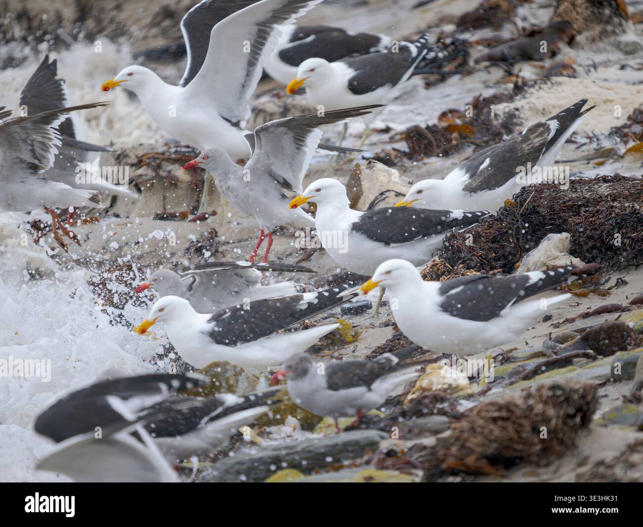 Seetang-Möwen oder Dominikanische Möwen (Larus dominicanus) füttern Raserei während eines Sturms im Seetang am Strand von Saunders Island. Südamerika, Falkland Ist Stockfoto