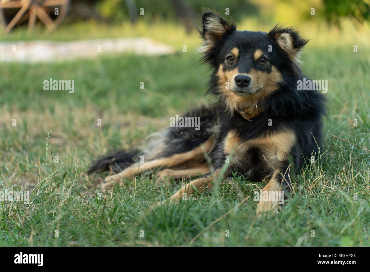 Neugieriger und aufmerksamer englischer Schäferhund liegend. Stockfoto
